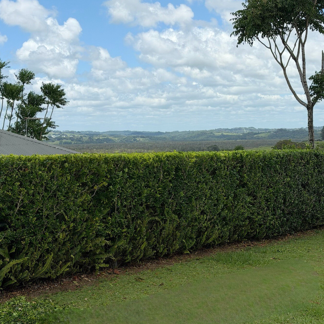 Trimmed hedge with hinterland views behind